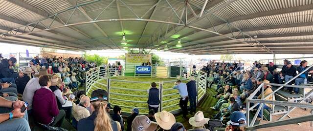 SALE-O, SALE-O: Crowds flocked to the 2021 Ag-Grow Premier Multi-Breed Bull Sale, which was held in conjunction with the Ag-Grow Field Days at Emerald on Friday. 