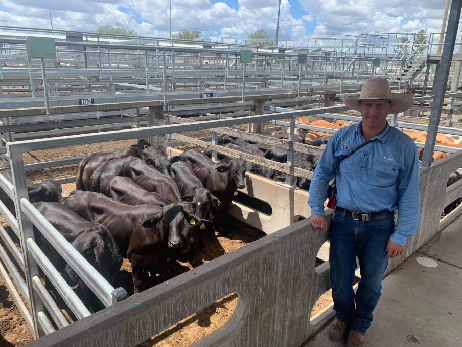Josh Heck, Savage Barker and Backhouse GDL, sold a line of Brangus-cross steers for A and M Seth, Biloela, for a top of 434.2c/kg. The 66 head averaged 264kg to return $1088/head. 