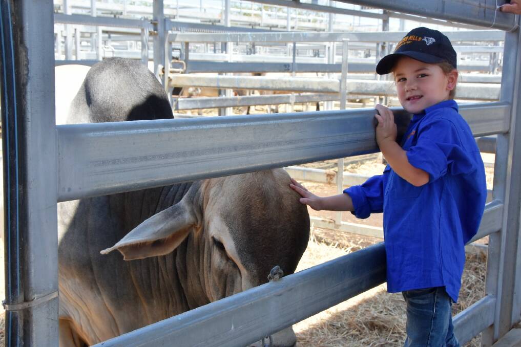 Stud master Charlee Pace, with her "beloved bull" Blue Water Hills C Jake, say their goodbyes at the Rockhampton Brahman Week Sale at CQLX in Gracemere on Monday. 