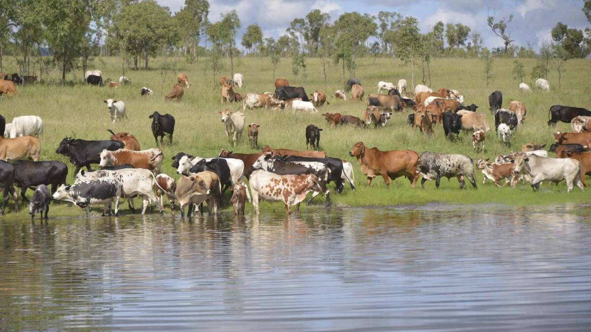 Cattle grazing along a dam at Mt Pleasant. 