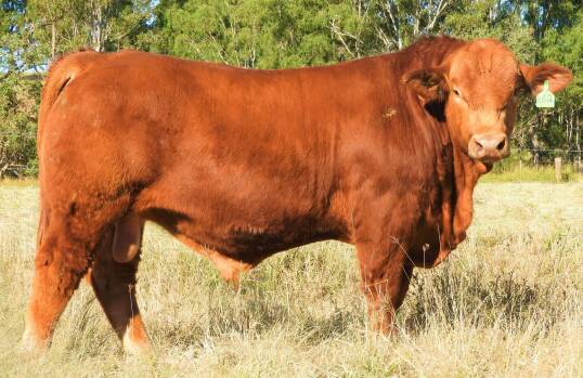 TOP PRICE BULL: Lot 31 Biarra Valley Royal (P) sold for $36,000 by Elders to the Geddes Family of Doonside. 