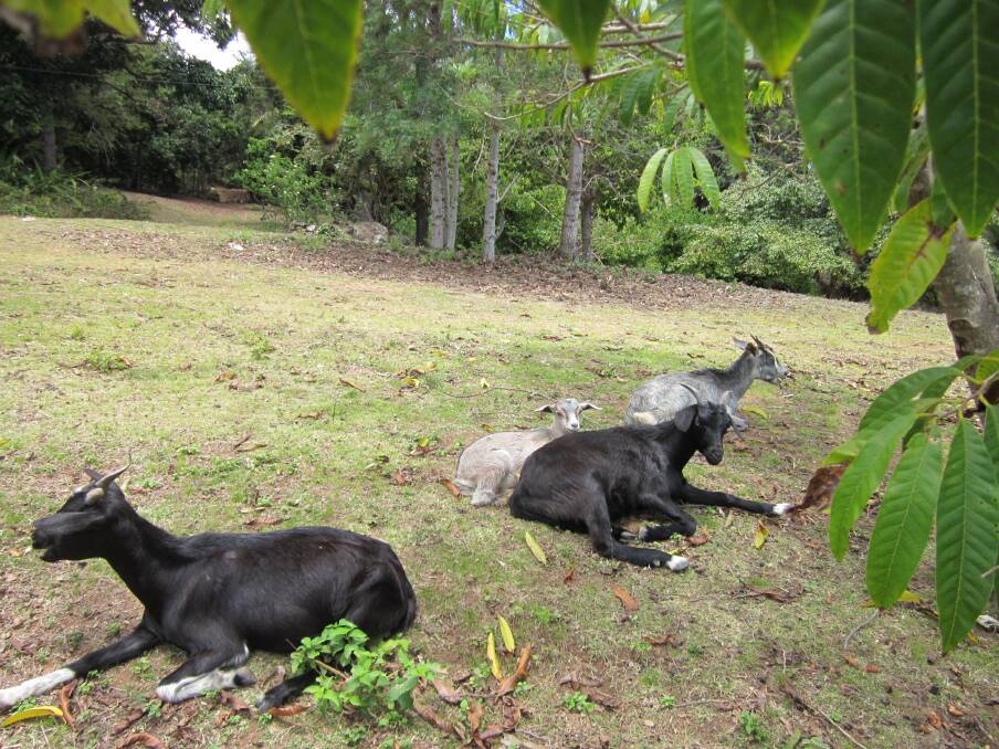 A small population of Colonial Percy Island goats inhabit Middle Percy Island. Picture supplied 
