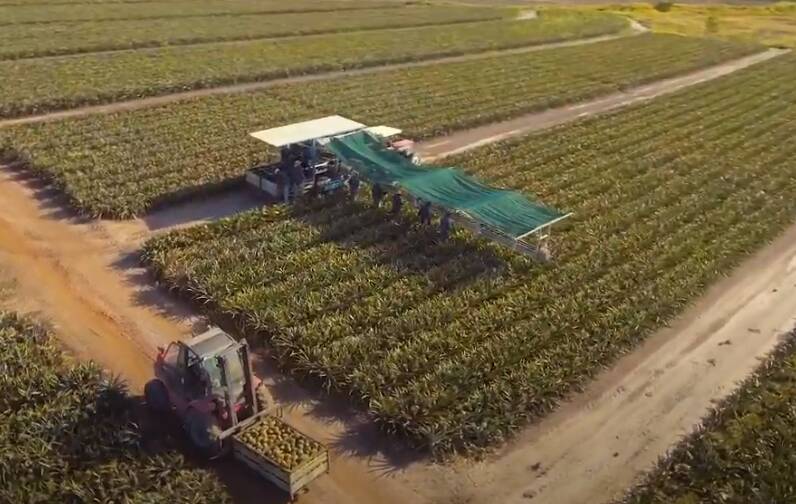 A 25-year-old man has died after a pineapple harvester came in contact with powerlines near Yeppoon early Wednesday morning. Photo: Pure Gold Pineapples
