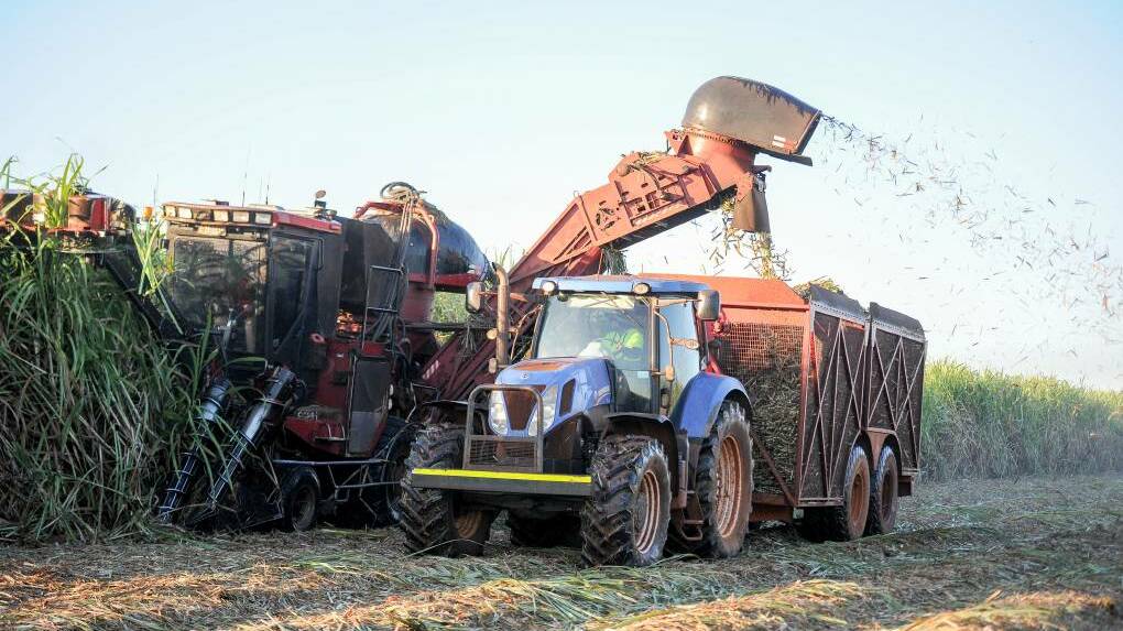 Cane growers say extensive crop left remaining in the field is a source for concern, and it will deliver an economic impact to millers and growers. File picture by Lucy Kinbacher.