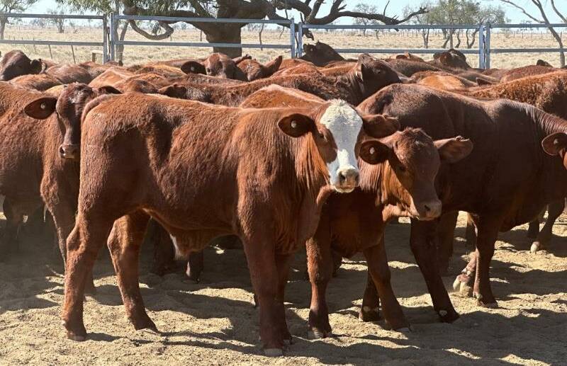 A run of 102 Santa Gertrudis and Hereford cross weaner steers at Blackall, weighing 250 kg, were recetnly passed in at $760/hd on AuctionsPlus. Picture: Beau Frame 