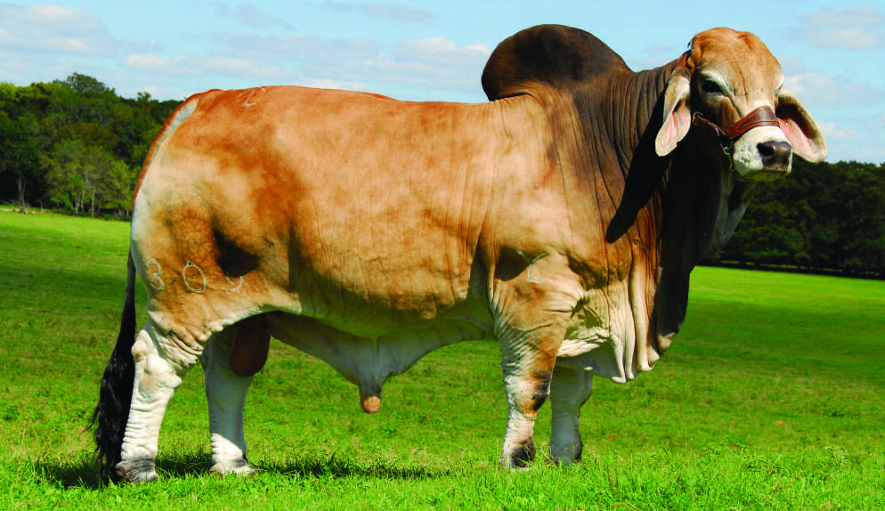 Breed legend JDH Mr Elmo Manso (IMP US) continues to dominate the Australian Brahman industry. 