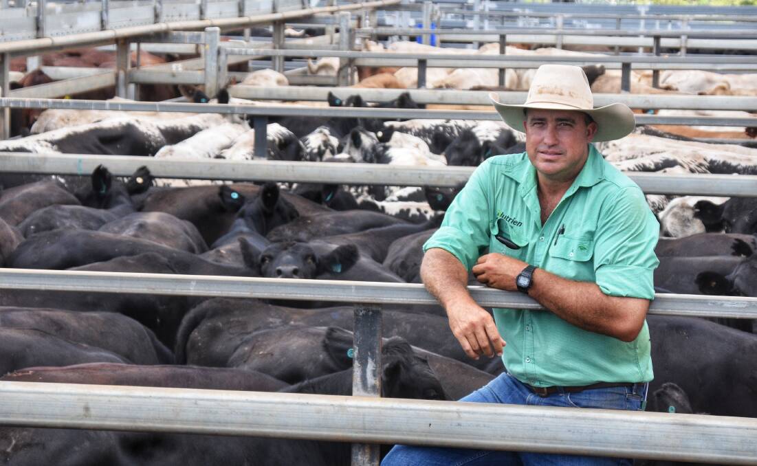 Roma Nutrien Ag Solutions livestock agent Andrew Holt, with three pens of Angus Speckle Park heifers, on account of the Davidson family, Chesshire, Tambo, which made 320.2c/kg. Picture: Ben Harden 