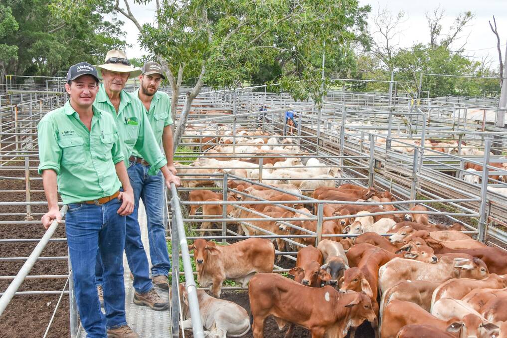 Nutrien Livestock's Rowan Hoffman, Alan McKenzie and Russell Smerdon of Mareeba, with Inverleigh Pastoral Company, Normanton, steers which averaged 241.7kg, and sold for 575c/kg or $1389.70p/hd. Photo: Ben Harden 