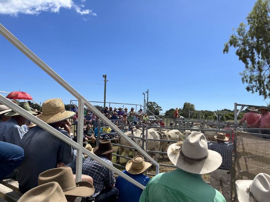 A large crowd of cattle vendors, buyers and spectators gathered at the Bowen Showgrounds last Tuesday for the region's first cattle sale in 17 years. Pictures supplied by Elders 