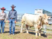 Amy Whitechurch of 4 Ways Charolais, Inverell, NSW, and Shane Murphy of Tayglen, Dysart, with top price bull 4 Ways MK R18E (P), who sold for $28,000. Pictures: Ben Harden