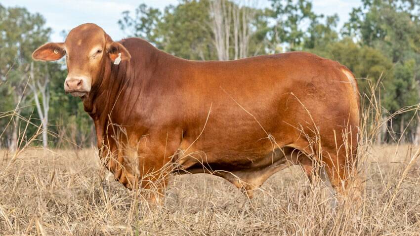 Aldinga Librarian 223 (P) D5 had all the figures and carcase traits to back him in the sale ring on the day. 