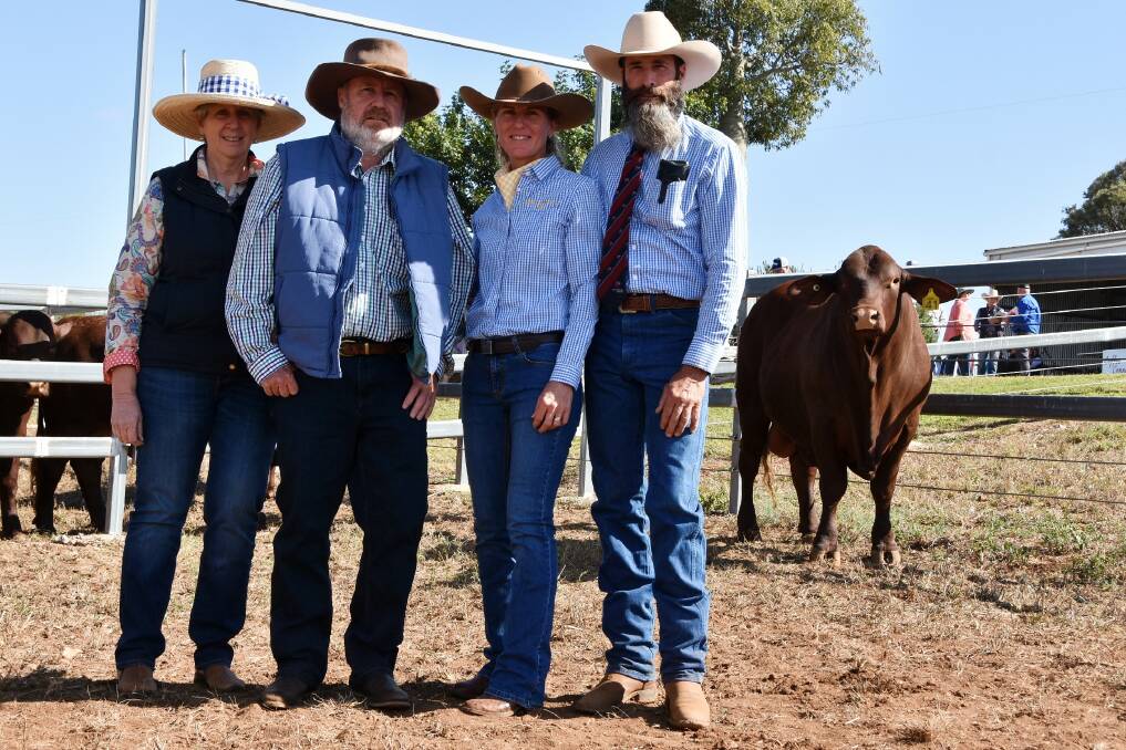 Cree Santa Gertrudis stud principals Shaun and Jo McGuigan, buyers Pat and Stu Leahy, Barram, Eidsvold, with the top priced Cree Northerly R222 (PP). Pictures: Ben Harden