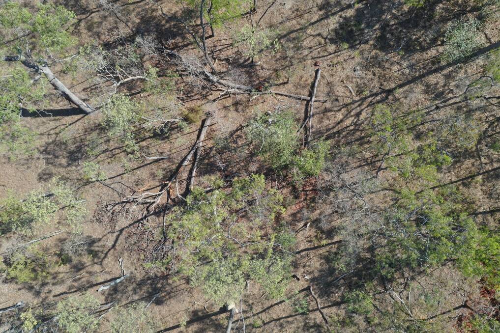 A man has been fined, after 113 trees, with some more than a century old, in the Rinyirru National Park were felled. Photo: QLD Department of Environment and Science