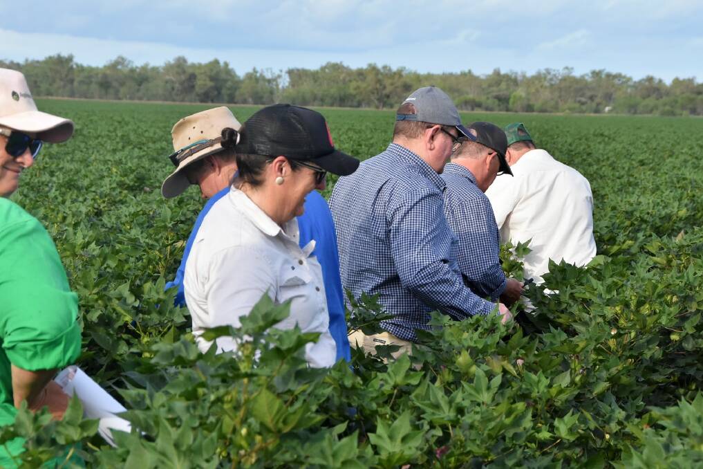 CRDC and DAF recently held a winter cotton field walk for growers and advisors on the Central Highlands on Tuesday. 