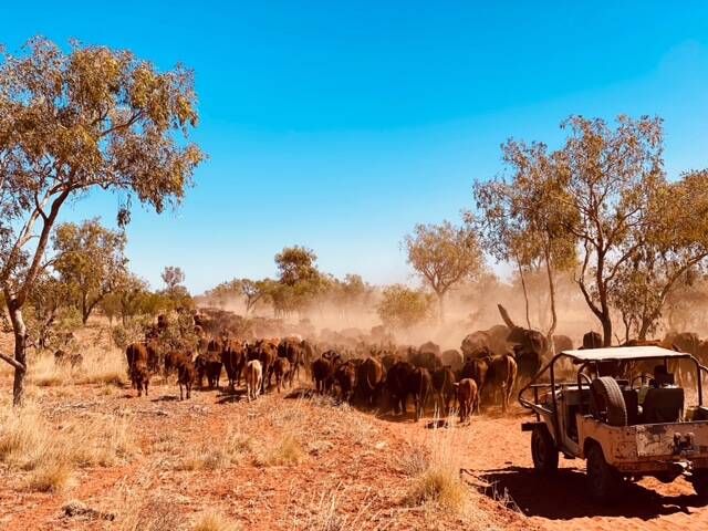Muster at Marqua Station in the NT. Picture: Sam Lingard 
