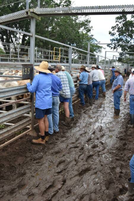 Buyers and local vendors at Friday's Mareeba store sale faced muddy conditions, following days of non stop rain. 
