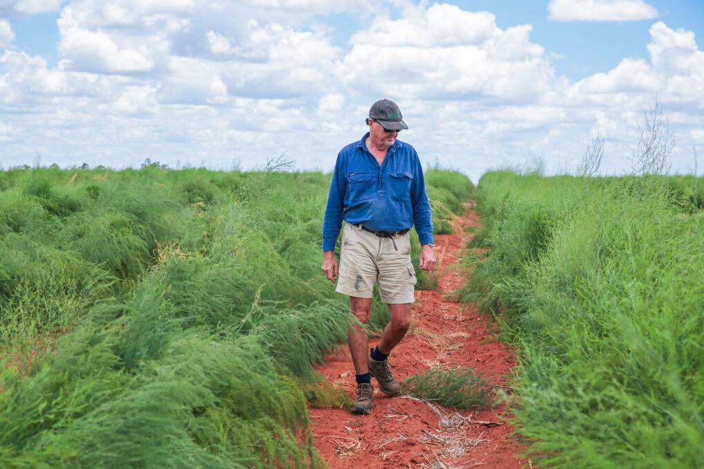 What started as a pawpaw, zucchini and capsicum farm exporting to New Zealand, Black River has developed over the past three decades to stand as one of the most significant vegetable cropping businesses in the region.