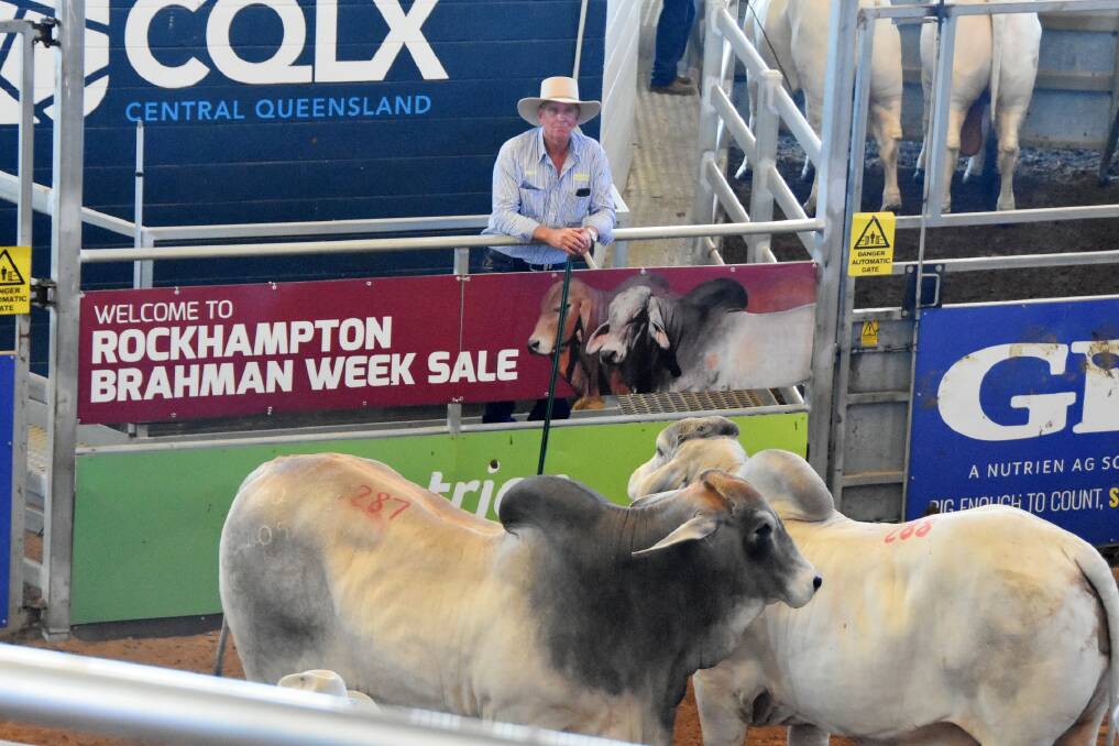 DEBUT SUCCESS: Stuart Vollmerhausen at the edge of the CQLX sale ring as their two bulls sold to average $21,000. 