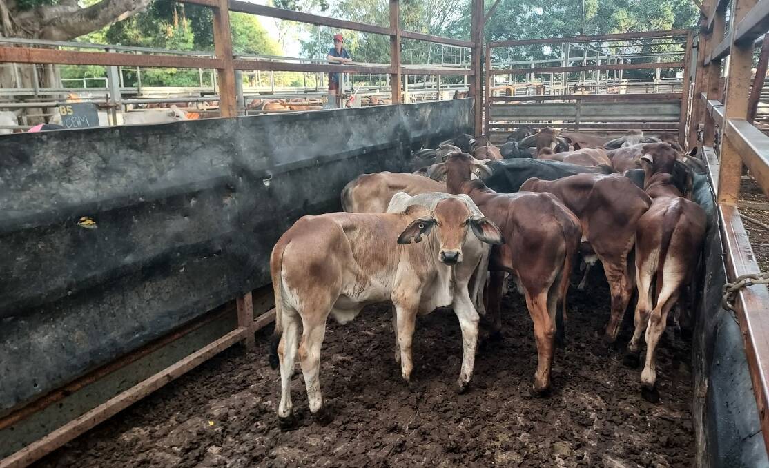 RECORD SALE: The Gargan family sold 22 Brahman steers, averaging 139kg, for 800c/kg, setting a new saleyard record at Mareeba's sale on Tuesday. 
