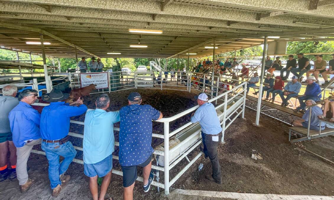 Saturday's Malanda Store Sale saw a large panel of local buyers present on the day. 