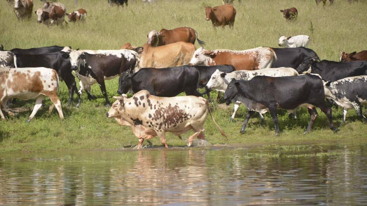 An Nguni bull running with a herd of breeders.