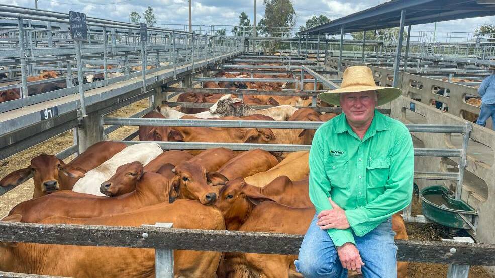 Nutrien livestock agent Julian Laver, with the quality line of WPC feeder steers, which averaged 462.77kg, to make 356c/kg and return $1647.43/head. Picture by Ben Harden
