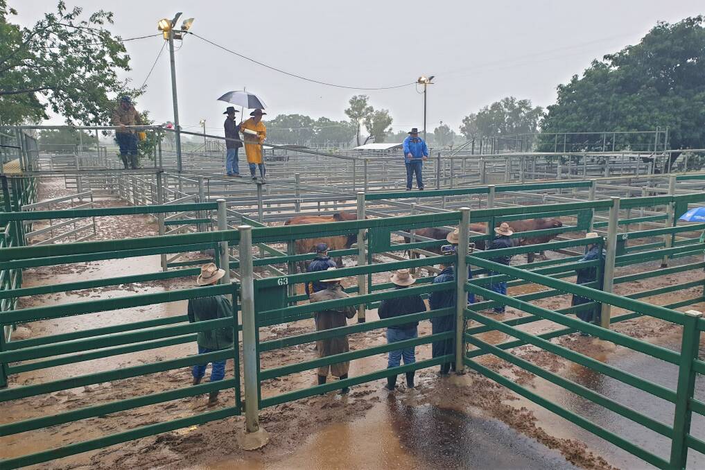 Insufficient cattle numbers and wet weather has disrupted the return of the northern cattle market. Picture by Sally Gall 