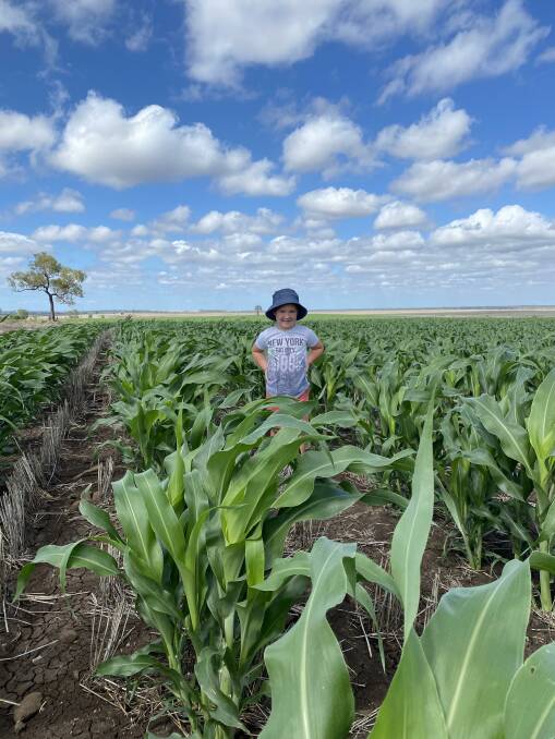 Theodore Gersbach, 4, stands in his father's Resolute Sorghum crop, planted after 50mm of in-crop rain in early January. Picture: Tim Gersbach
