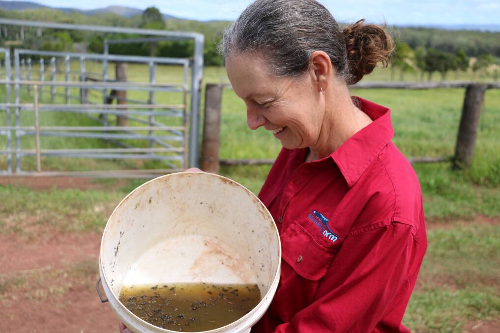Remarkable NRM project coordinator Louise Gavin collecting Dung Beetle specimens from a property to send to Dr Bernard Doube, the director of Dung Beetle Solutions Australia (DBSA), for examination. Picture: Supplied. 