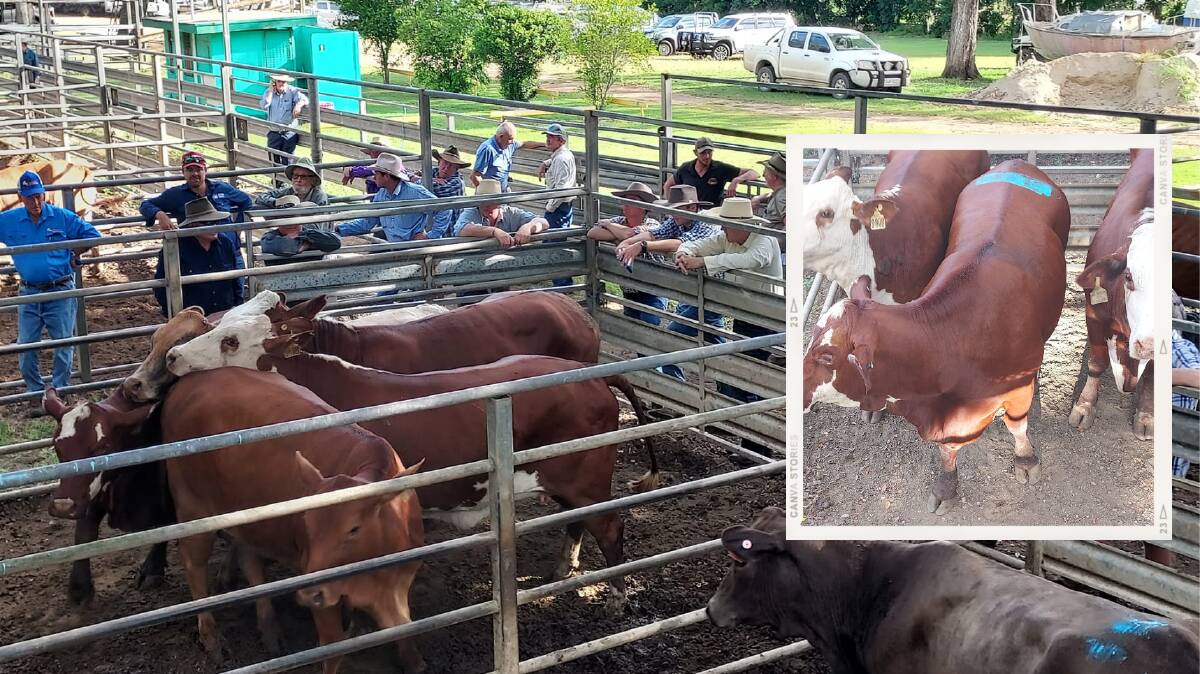 The RFDS heifer, 575kg, attracted strong interest from local processors at the Mareeba sales last Tuesday, selling for 466.2c/kg to Morganbury Meats for $2680.65. Photo: Jayne Hogarth 