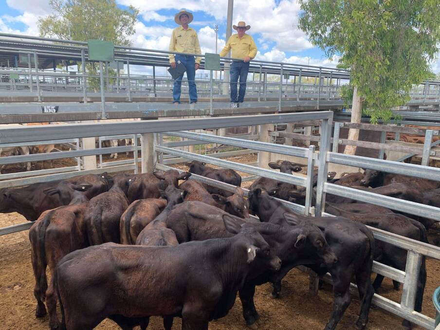 Ray White Rural Gracemere's Trevor Humble and Col Goodwin with GJ and LG Eiser's line of Brangus steers that sold for 572.2c/kg at CQLX. 