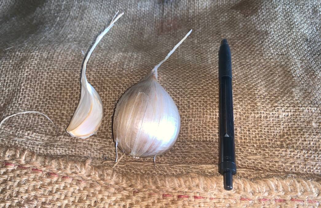 Size comparison between a pen, the True Purple (Left) and Russian Garlic (Right), which the Collins' say has grown bigger in recent years. 