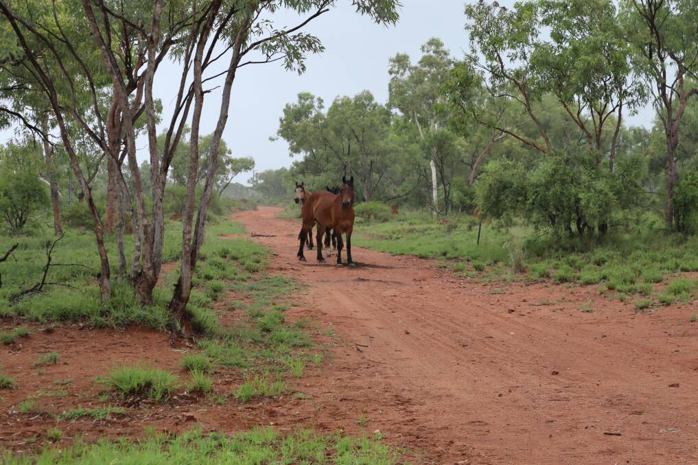 Recent rainfall blesses country at Rosebud Station, near Cloncurry. Picture by Samantha Campbell 