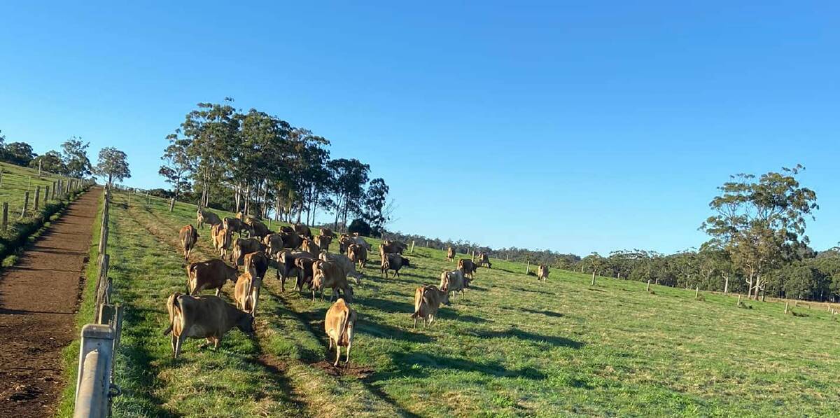 The green paddocks are looking a little browner at Bevandale these days and its not all from frost. Picture: Anna Bevan 