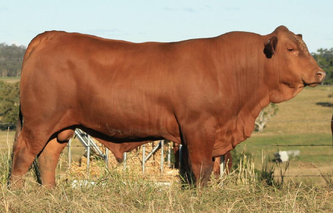 Top price sire Namoona Ricky Bobbie sold for $13,000 to a Marlborough commercial beef operation. 