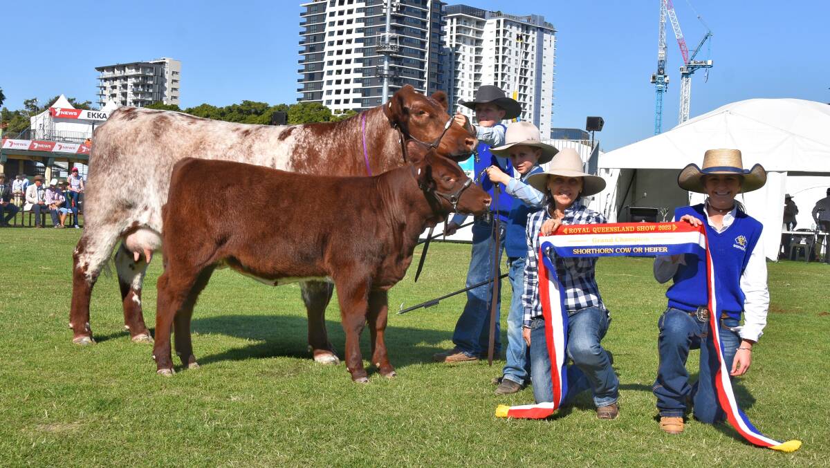 Grand champion Shorthorn female, Emross Sarahs Aussies Babe and calf, Uptown Babe, with Belinda Emery, and led by her grandchildren Jackson, 13, Ellie, 15, and Angus Emery, 9. Picture by Ben Harden 