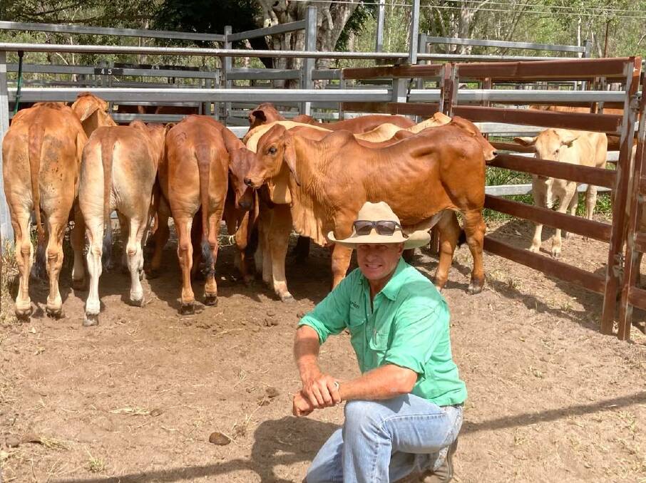 Rockhampton's Nutrien livestock's Lindsay Lobsein with a run of red Brahman steers offered by Terri Ferris from Bororen. Picture supplied 