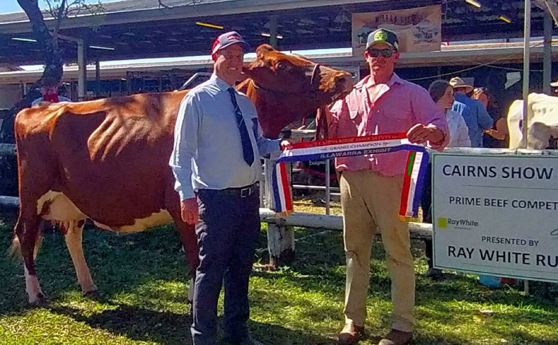Supreme dairy cow exhibit and champion Illawarra cow Eachamvale Precious 7, led by Jerry English, with judge Steven Ledger. 