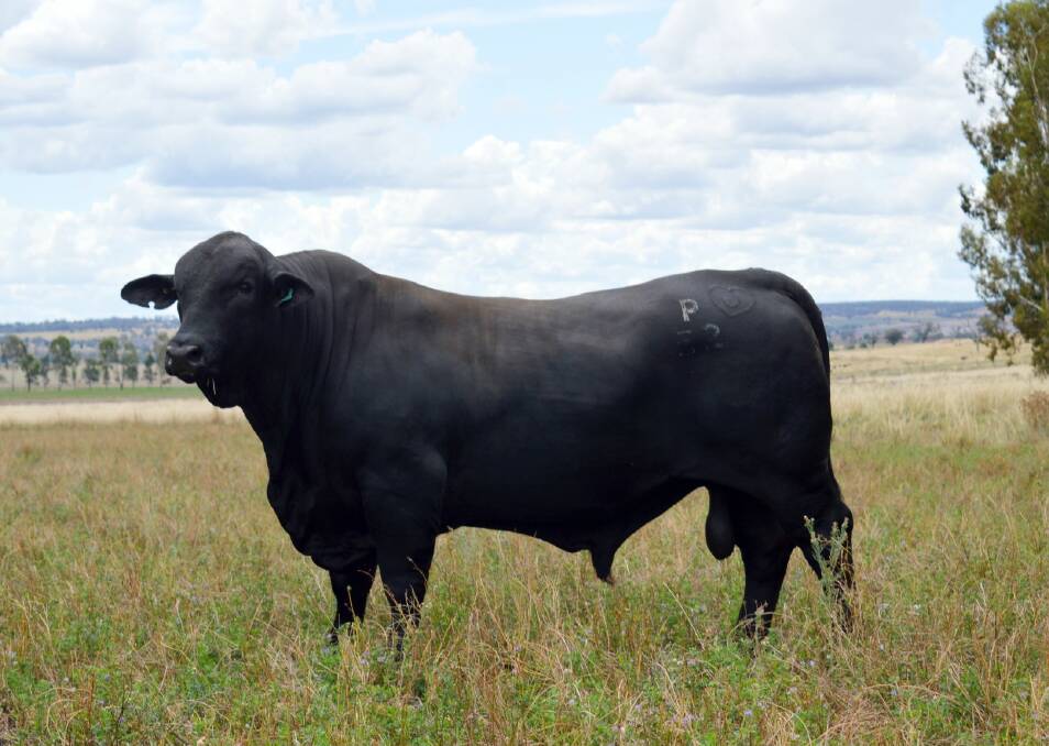 A Brangus bull called Belview P052 (P) had the most progeny for his breed to date, with 45 registered progeny for 2021. Photo: Supplied 