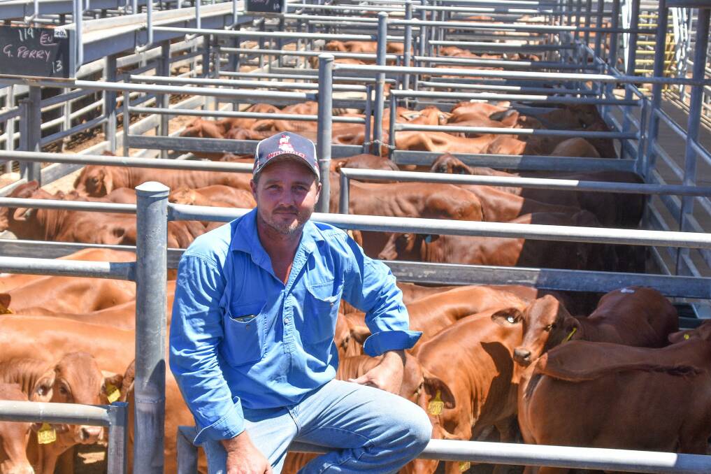 Buyer Dougald Moloney of Yonda Pastoral Company, Gogango, purchased a 36-head Droughtmaster heifer-line at Thursday's Emerald cattle sale. Picture: Ben Harden 