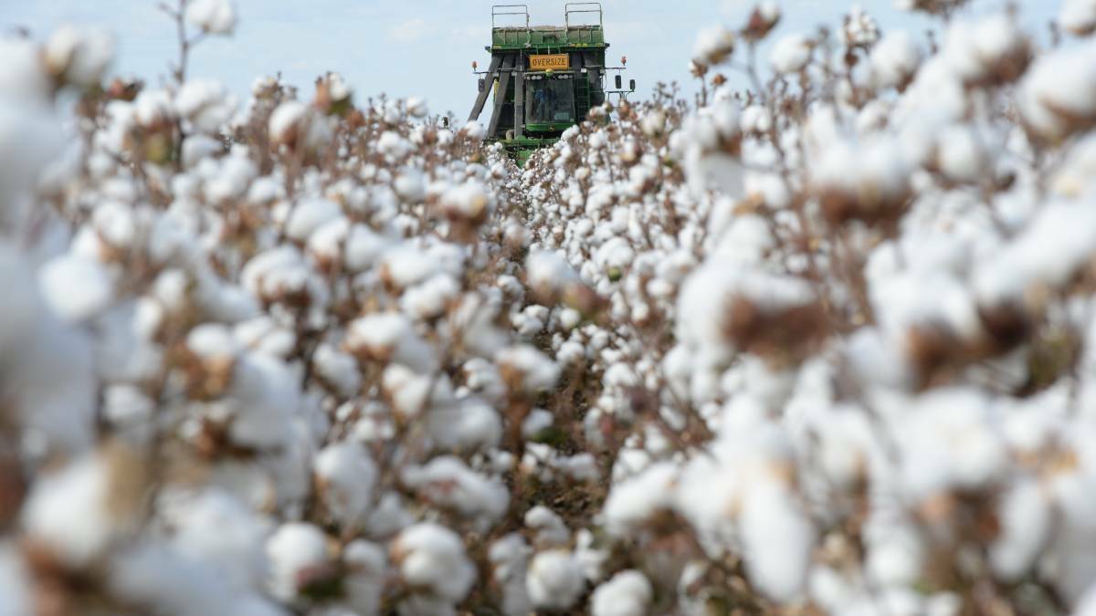 New service launched to help solve cotton workforce shortage