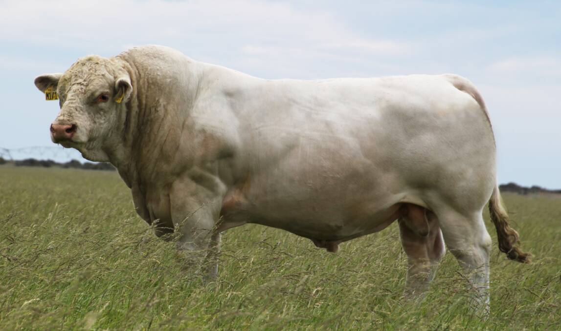 New Zealand Charolais sire called Silverstream Manhattan M171 registered 95 progeny in Australia for 2021. Photo: Supplied 