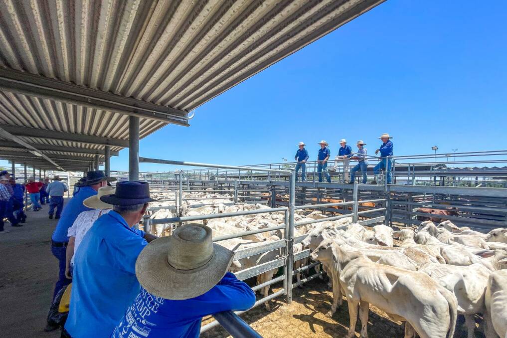RBV Rural agents' sell a large draft of Brahman heifers, weighing 205kgs, offered by Bowie Grazing, Bowie Station, Pentland, which returned 440c/kg or $906/head. 