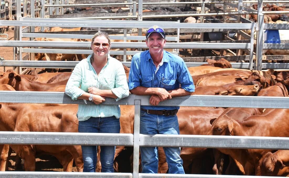 South west beef producers Jack and Emma Groat, with a run of Droughtmaster cross steers, drawn from their Gracemere property at Mitchell, which made 420c/kg at Tuesday's Roma sale. Picture: Ben Harden 