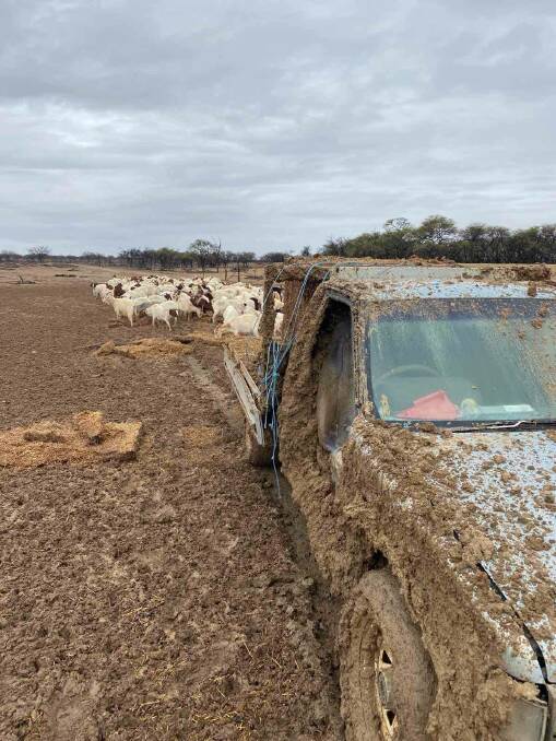 Donna Paynter of Wando Station at Winton said her property has received 58mm since Monday, causing some difficulty to feed their goats. 