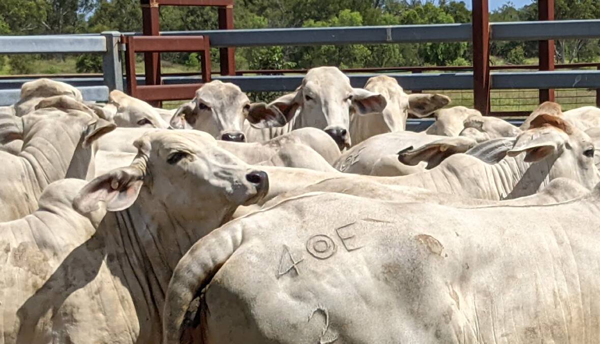 The Randell family still operates the 4 target E brand on Brahman cattle near Capella. 