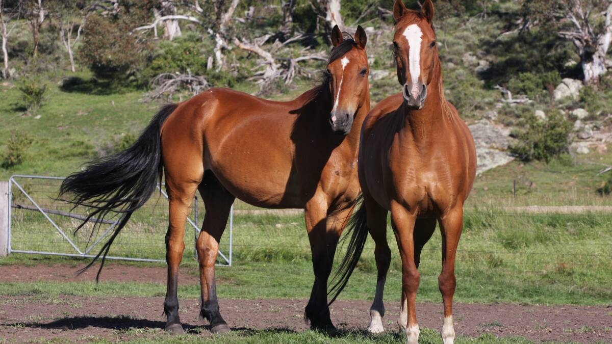 Cloncurry horse sale scheduled for March has been cancelled. File photo.