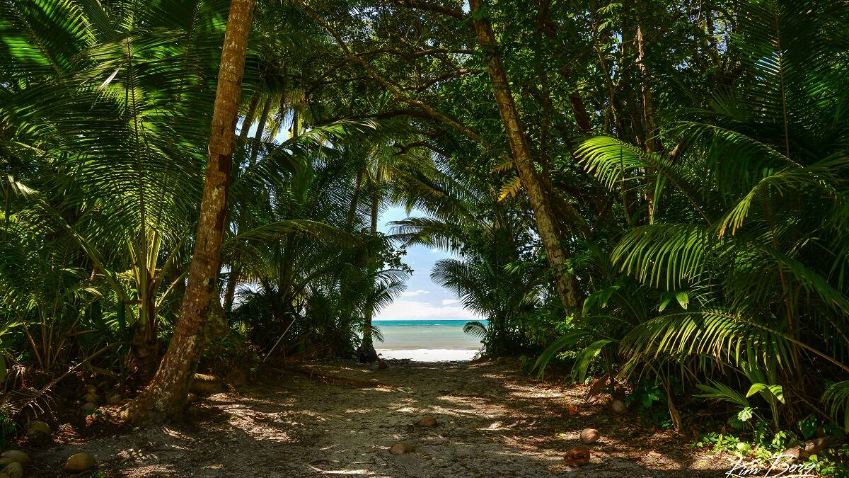 Cape Tribulation is where two UNESCO World Heritage Sites meet, the Wet Tropics Rainforest and the Great Barrier Reef. Picture by Cape Tribulation Camping.