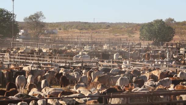 BUSY: Cloncurry Saleyards could see the return of a regular bull sale, if the establishment of a saleyard committee is successful. Photo: file.