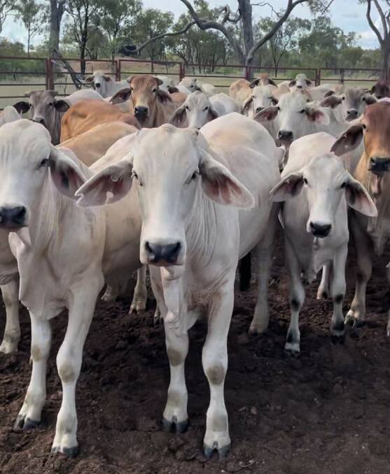 Indonesian medium steers currently paying $3.10p/kg and Indonesian feeder steers paying $3.30 out of Townsville. Picture supplied.